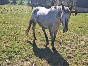 Prodám 10-letou kobylku ApHC/ČT