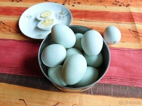Kachní vejce, vajíčka na vaření, pečení