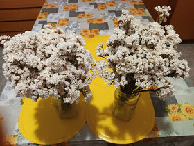 Sušené květiny (17)-Statice bílá.