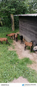 Beránci ovce kamerunské na výkrm