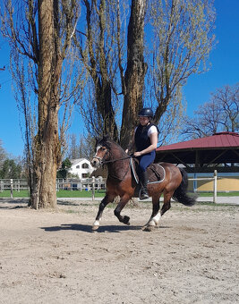 Prodáme valáška welsh mountain pony sekce A
