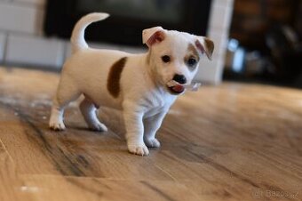 Jack Russell Terrier FCI