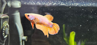 Betta Splendens - Bojovnice Pestra - samicka