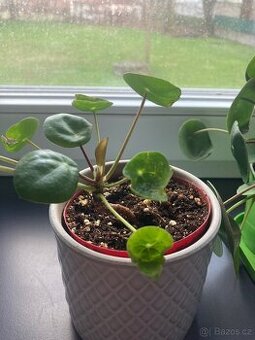 Pokojová rostlina pilea