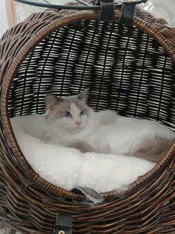 Ragdoll