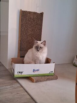 Ragdoll