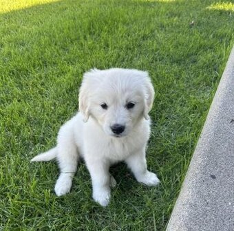 Zlatý retrívr / retriever