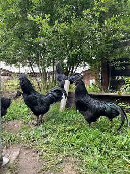 Ayam Cemani kohouti - 1