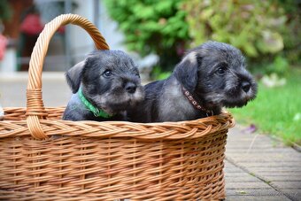 Knírač střední pepř a sůl, štěňata s PP