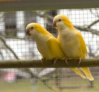 Koupím samce mnišek šedý lutino
