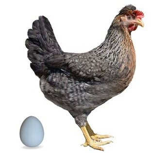 První jarní prodej kuřic 25.2.26 Velký Osek