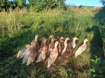 Kachny ruánské a saské