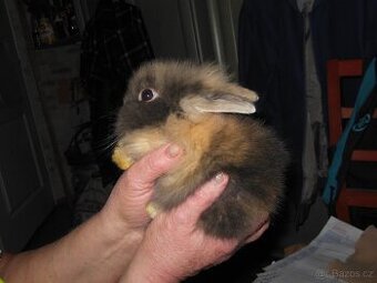 Zakrslý králíček Teddy