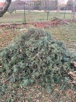 Borovicové chvojí - čerstvé voňavé