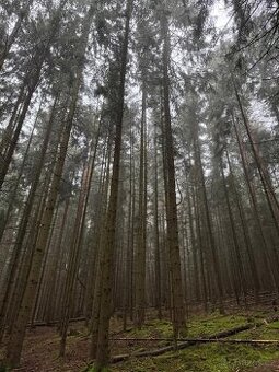 Prodej lesního pozemku k.ú. Vrbice u Žitné