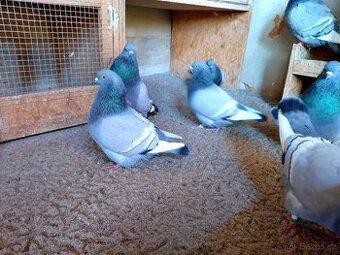 Polský rys modrý bělopruhý