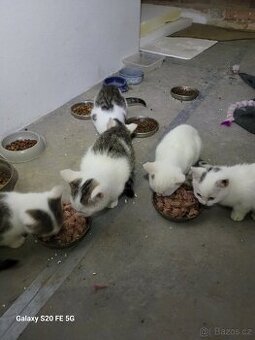 Koťata