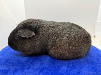 Morče hladké samička kalifornská: solid aguti černá/bílá