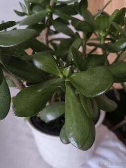 Tlustice - domácí štěstí