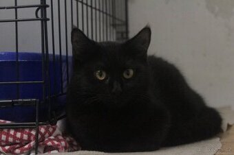 Velice milá černá kočička hledá domov