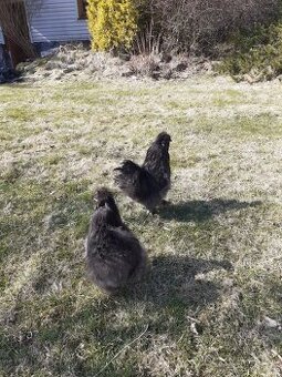 Kohout hedvábničky