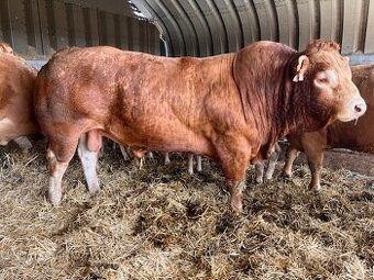 Pemenný býk Limousine