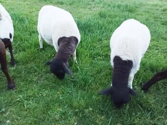 Jehničky 75% Dorper, jehnice, ovce