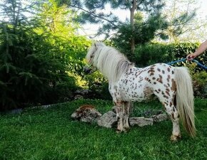 připouštění hřebec miniappaloosa- Minihorse -