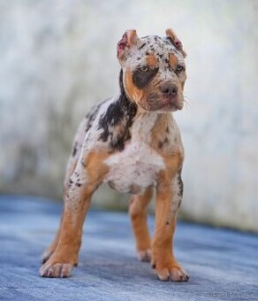 American bully xl, pitbull xxl merle tricolor