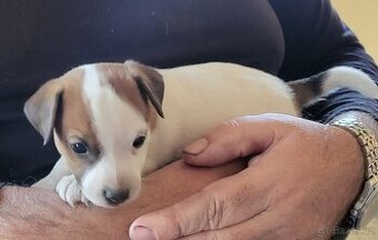 Jack russel teriér