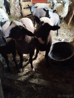 Zwartbles