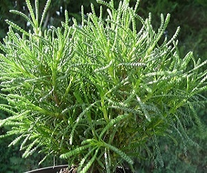 Olivova bylinka (rostlina) Léčivá rostlina