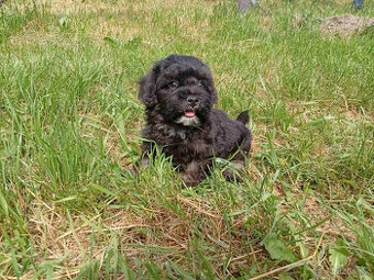 Maltipoo