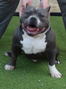 American bully pocket ABKC -krytí