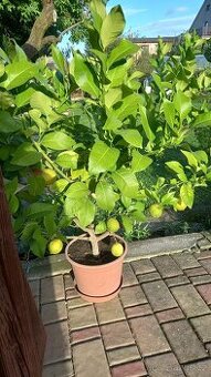 Citron