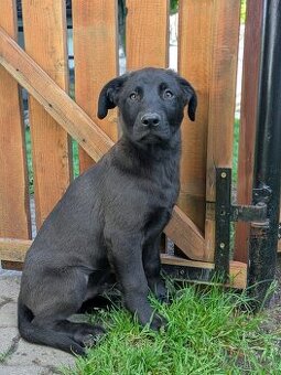 Murphy