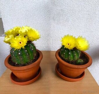 Velké kvetoucí kaktusy - Notocactus ottonis