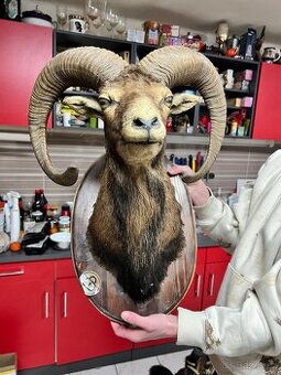 Muflon