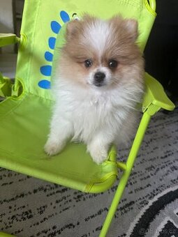 Pomerian