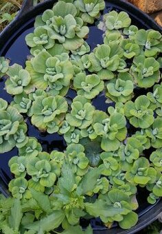 Pistia stratiotes / Babelka – přebytek vodní rostliny