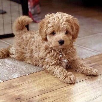 Maltipoo mini