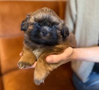 Shih-Tzu štěňatka (shi tzu, si-tzu, shitzu, si-cu)