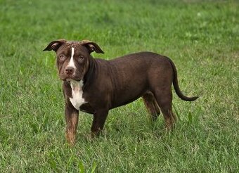 American bully - ch.s. Family Muscle Bullies