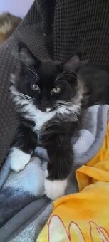 MAINSKÁ MÝVALÍ bez PP