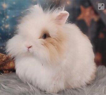 Zakrslý králík teddy