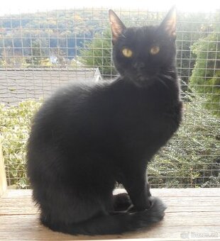 Černá, hodná 1,5-2letá Žofinka