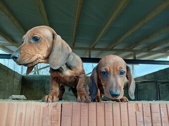 Jezevčík trpasličí