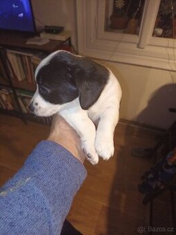 Nabízím štenata Jack Russell teriér
