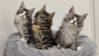 Koťata MCO s PP k rezervaci