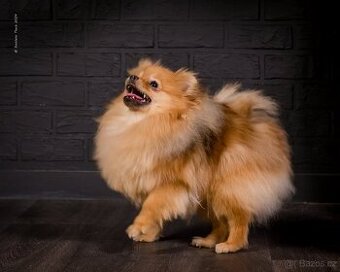 Шпиц  померанский  красотка